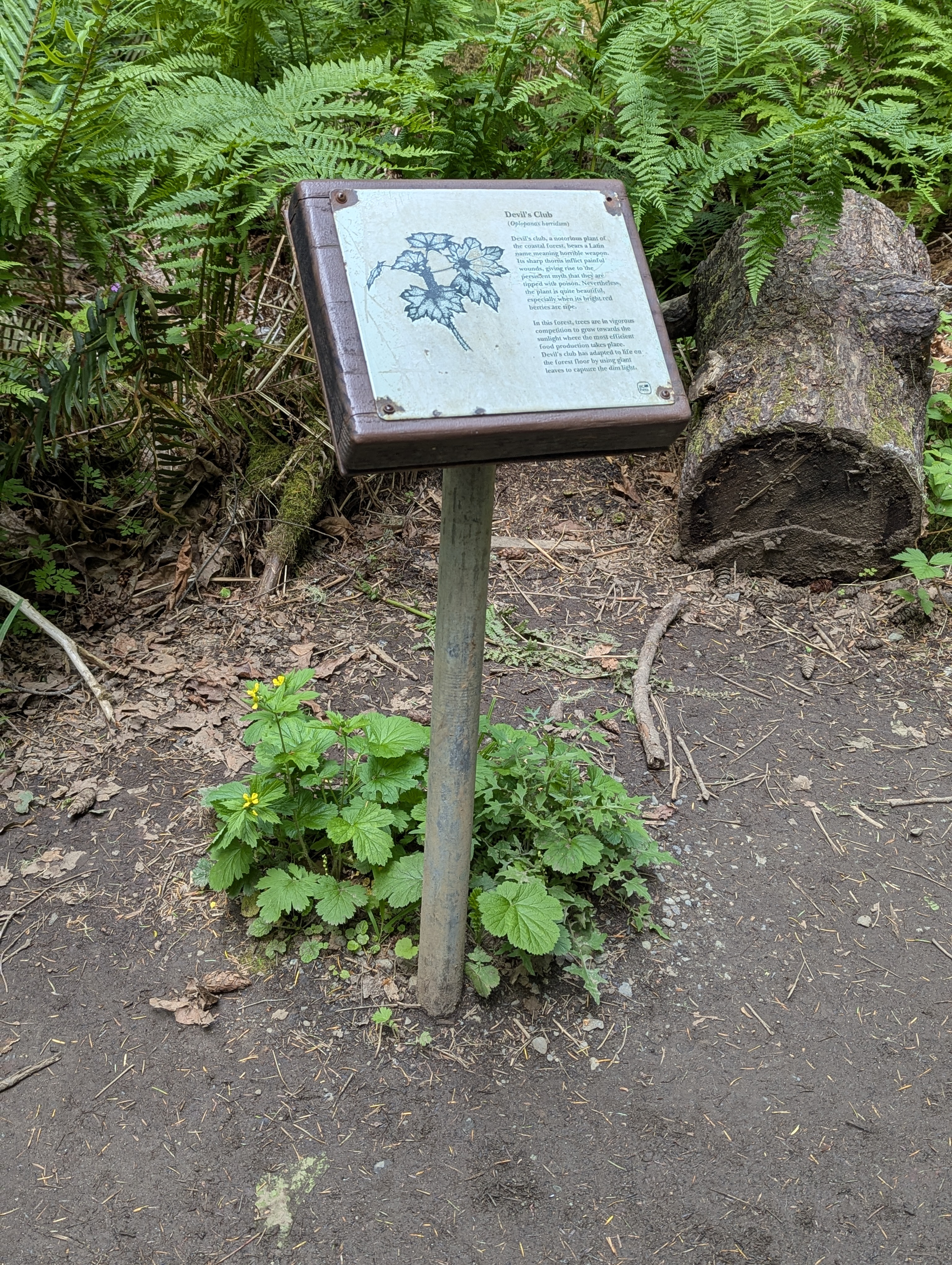 Birthday Trip to Canada, Cathedral Grove, Vancouver Island